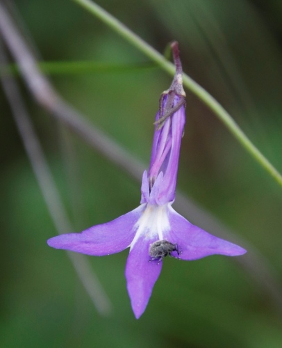 Lobelia preslii — photo