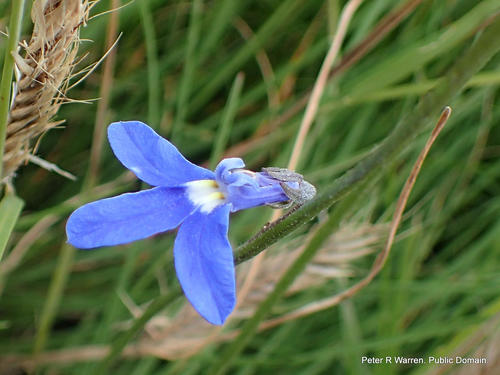Lobelia preslii — photo