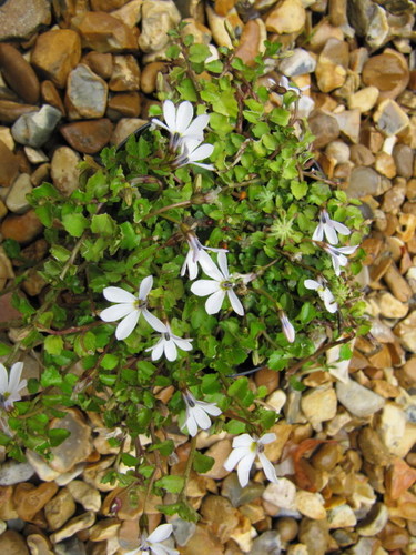 Lobelia purpurascens (White root) — photo
