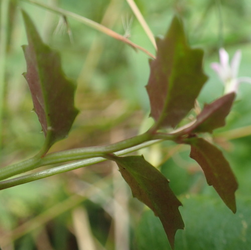 Lobelia purpurascens (White root) — photo