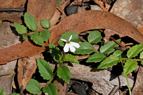 Lobelia purpurascens