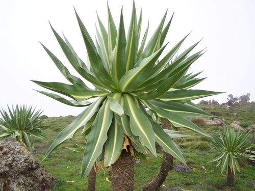 Lobelia rhynchopetalum — photo