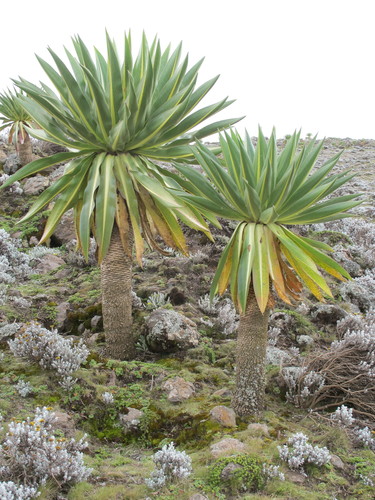 Lobelia rhynchopetalum — photo