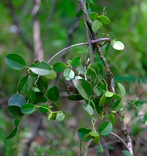 Loeseneriella africana (African paddle-pod) — photo