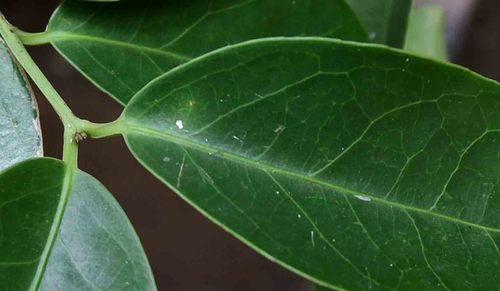 Loeseneriella africana (African paddle-pod) — photo