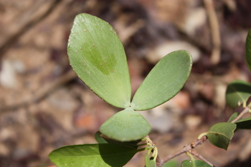 Loeseneriella africana