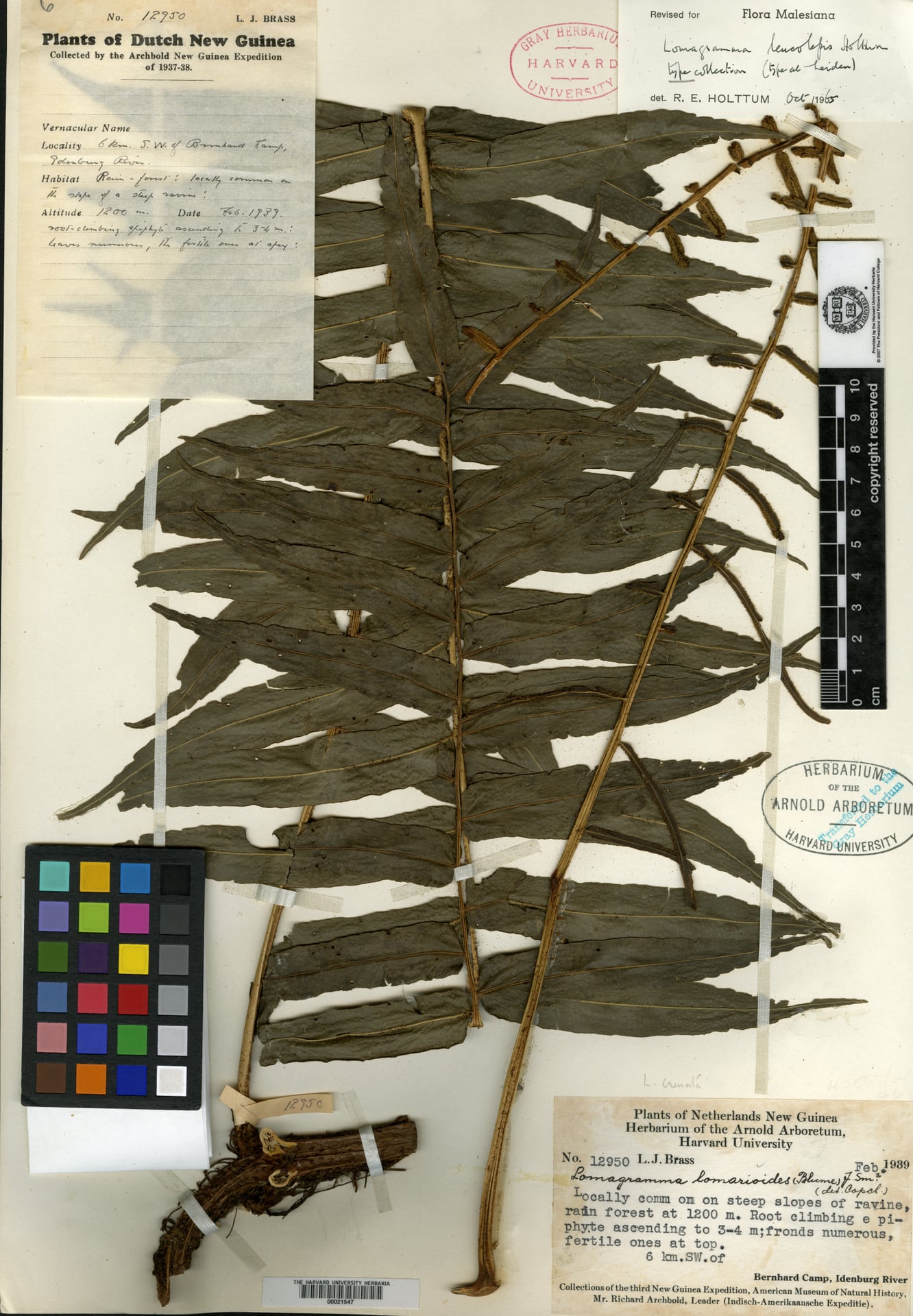 Lomagramma leucolepis