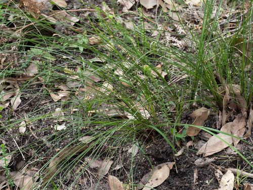 Lomandra confertifolia (Mat-rush) — photo