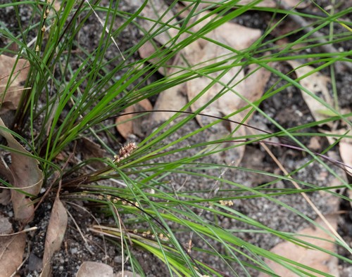 Lomandra confertifolia (Mat-rush) — photo