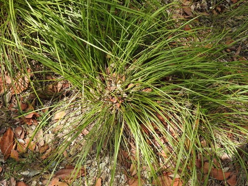 Lomandra confertifolia