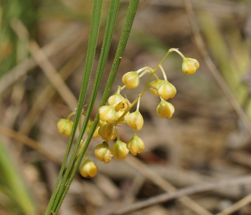 Lomandra filiformis (Wattle mat-rush) — photo