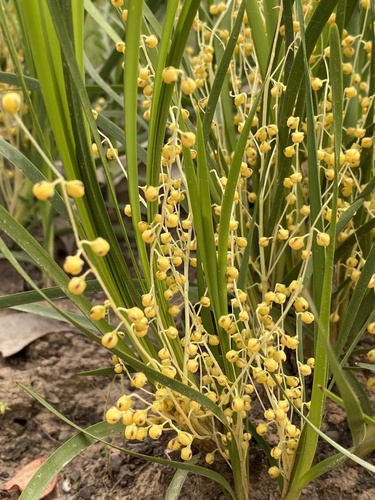 Lomandra filiformis (Wattle mat-rush) — photo