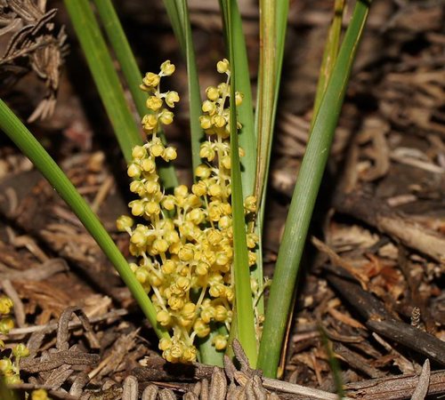 Lomandra filiformis