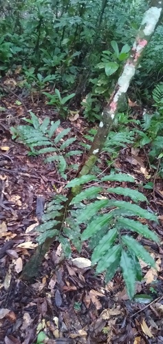 Lomariopsis guineensis — photo
