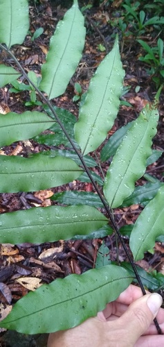 Lomariopsis guineensis