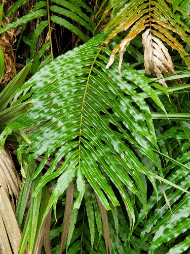 Lomariopsis tenuifolia — photo