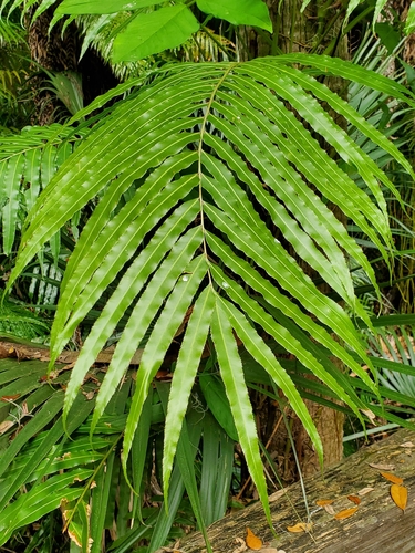 Lomariopsis tenuifolia
