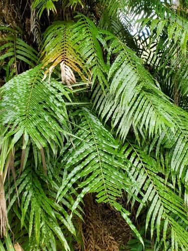 Lomariopsis tenuifolia — photo