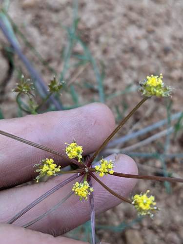 Lomatium bicolor var. leptocarpum (Wasatch desert parsley) — photo