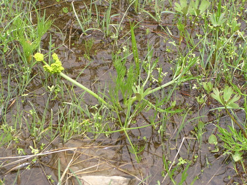 Lomatium bicolor var. leptocarpum