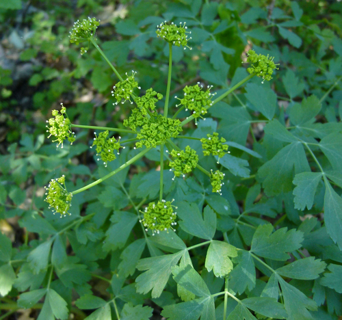 Lomatium californicum (Wild celery-parsley) — photo