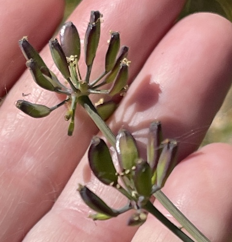 Lomatium californicum (Wild celery-parsley) — photo