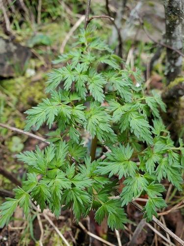 Lomatium dissectum var. multifidum (Carrot leaf biscuit root) — photo