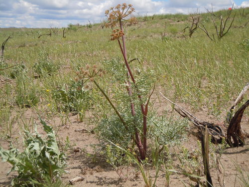 Lomatium dissectum var. multifidum (Carrot leaf biscuit root) — photo