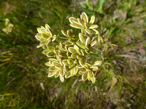 Lomatium dissectum var. multifidum