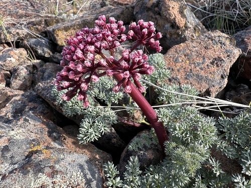 Lomatium minus — photo