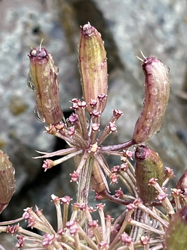 Lomatium minus — photo