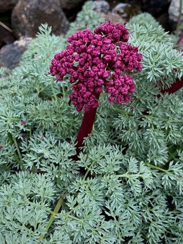 Lomatium minus