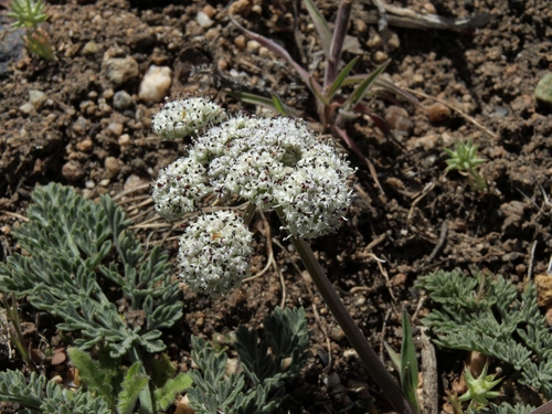 Lomatium nevadense (Nevada biscuitroot) — photo