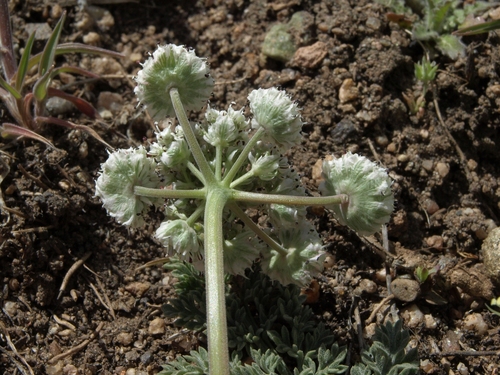 Lomatium nevadense (Nevada biscuitroot) — photo