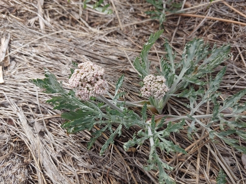 Lomatium orientale (Northern Idaho biscuitroot) — photo
