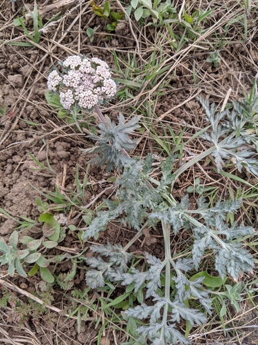 Lomatium orientale (Northern Idaho biscuitroot) — photo