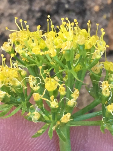 Lomatium parryi (Parry's biscuit root) — photo