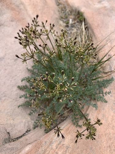 Lomatium parryi (Parry's biscuit root) — photo