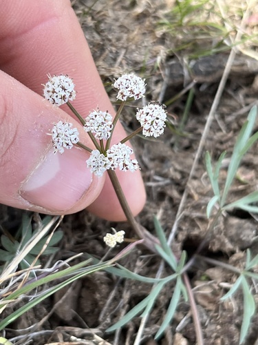 Lomatium piperi (Indian biscuitroot) — photo