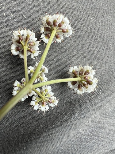 Lomatium piperi (Indian biscuitroot) — photo
