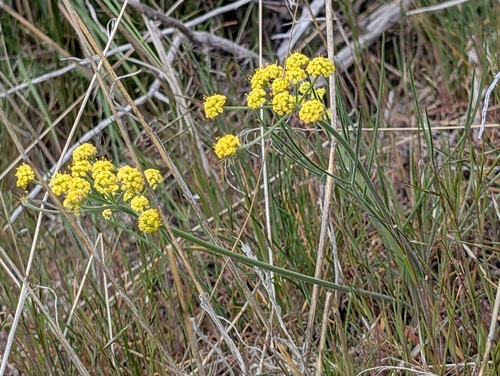 Lomatium simplex (Narrowleaf lomatium) — photo