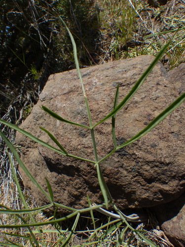 Lomatium simplex (Narrowleaf lomatium) — photo