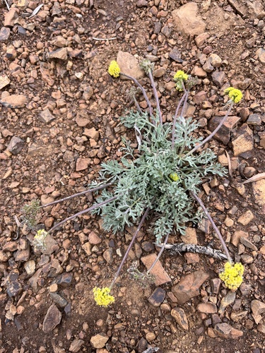 Lomatium watsonii (Watson's desert parsley) — photo