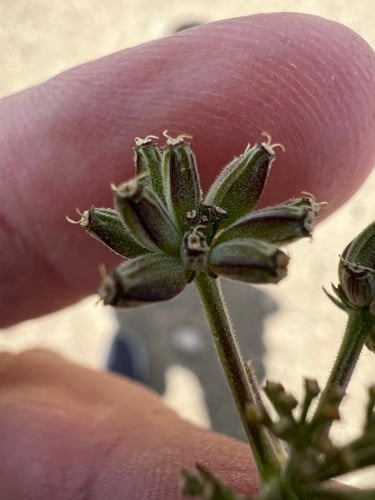 Lomatium watsonii (Watson's desert parsley) — photo
