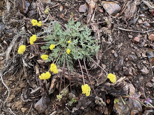 Lomatium watsonii