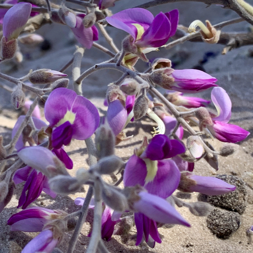Lonchocarpus capassa
