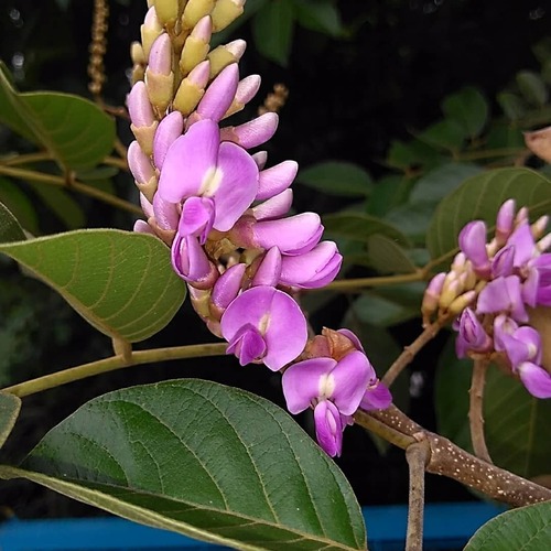 Lonchocarpus domingensis (Santo Domingo lancepod) — photo