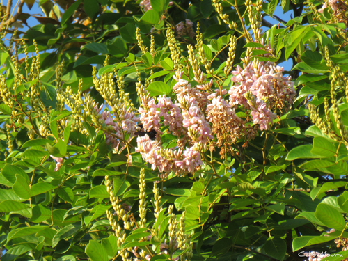 Lonchocarpus domingensis (Santo Domingo lancepod) — photo