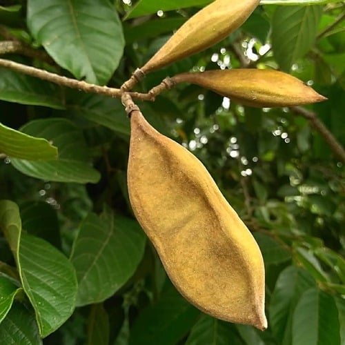 Lonchocarpus domingensis