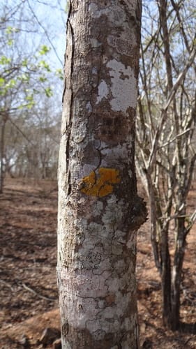 Lonchocarpus guatemalensis — photo